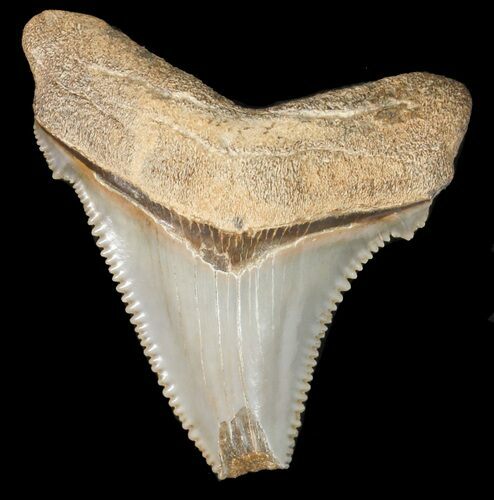 Serrated, Angustidens Tooth - Megalodon Ancestor #46833